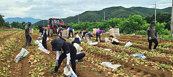 경기도농수산진흥원, 양평에서 ‘농촌 일손돕기 봉사활동’