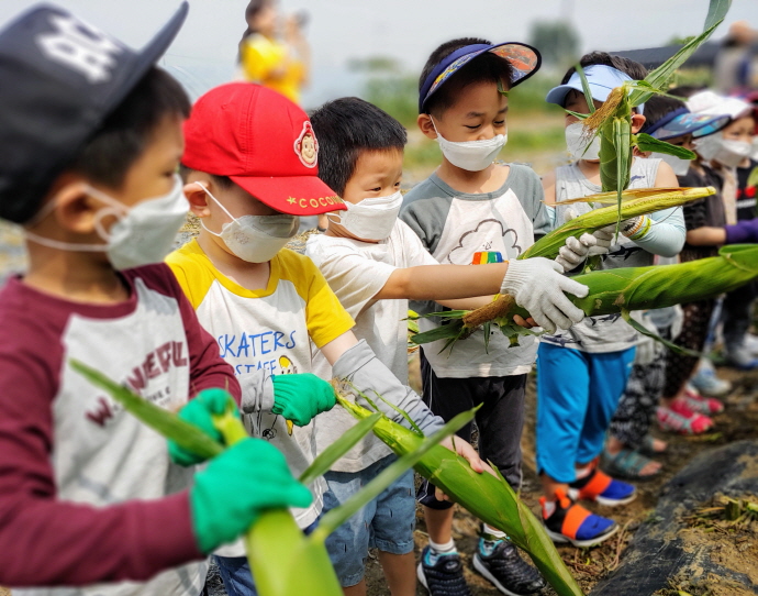 성남시민농원서 18~21일 옥수수 따기 체험 행사 열려