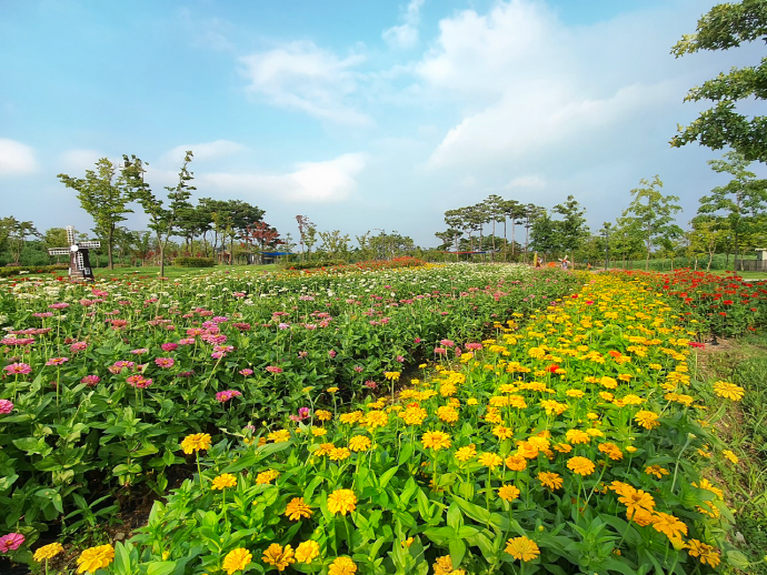 평택시 농업생태원에 형형색색 여름꽃 만개