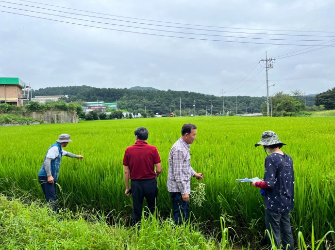 용인특례시, 고품질 백옥쌀 생산 위한 재배지 심사 시작