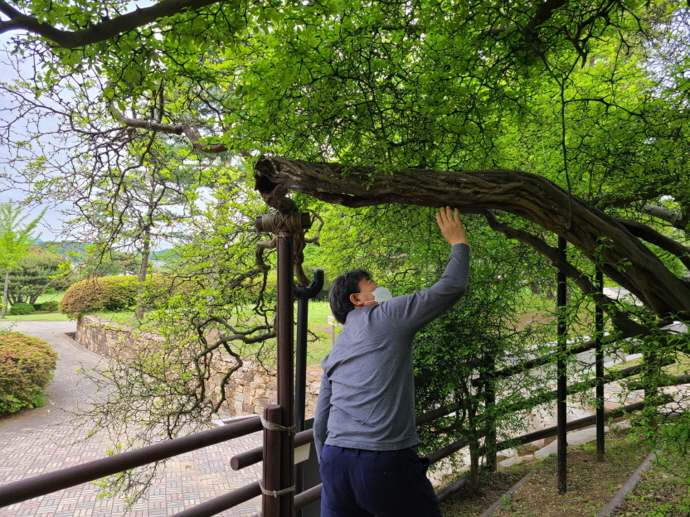 성남시 ‘나무 의사’ 수목 진료 민간컨설팅 시행