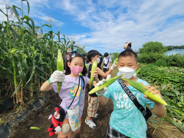 성남시민농원서 18~21일 도심 속 ‘옥수수 따기 체험’