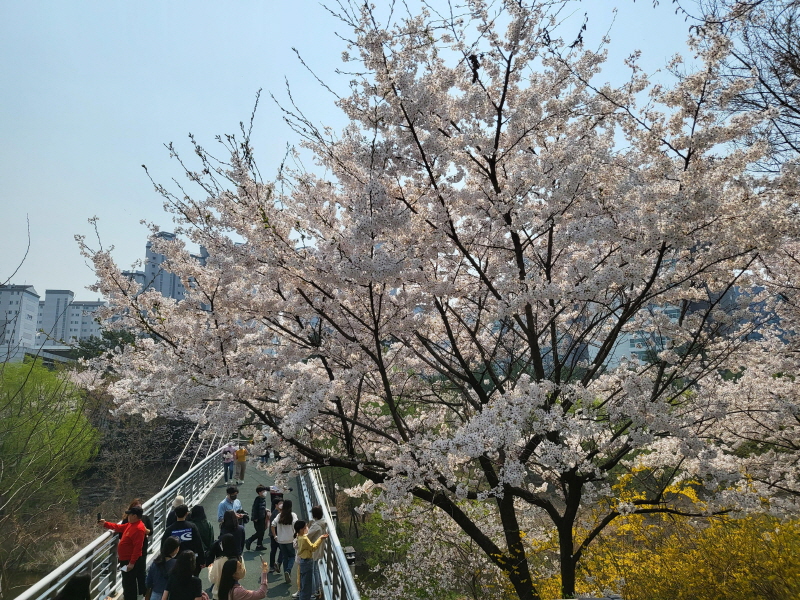 성남시 벚꽃 9경 “도심 곳곳에서 봄 만끽하세요”